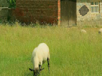 Great Valley Goat Rescue