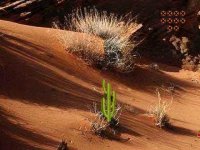 Desert Puppy Escape