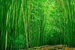 Bamboo Forest Escape