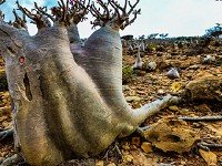 Escape From Socotra Island